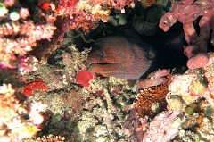 Velidhu - 2013_03_14 - IMG_0752r_Murene javanaise - Gymnothorax javanicus_Aquarium_Plongee